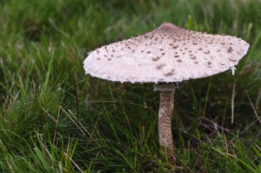 Wild mushroom toadstool grwoing in meadow during Autumn clipart