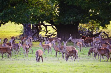 Herd of red deer during rut in Autumn Fall with stags and harem clipart