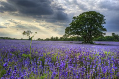 Beautifully detailed and vibrant lavender field landscape at sun clipart