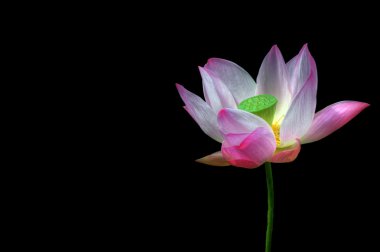 Vibrant detailed scared lotus flower isolated on black backgroun clipart