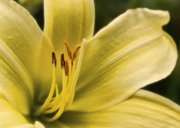 Mooie levendige kleur wild lily lilly bloem — Stockfoto