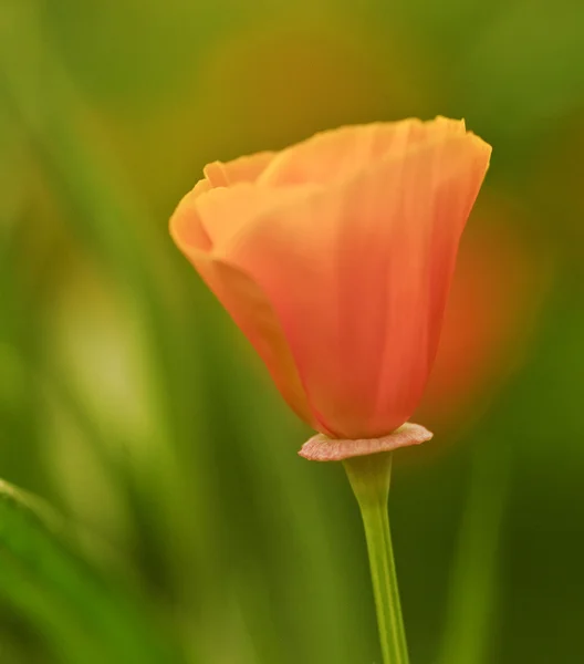 Żywe pomarańczowy dziki Mak Mak polny kwiat z płytkich dep — Zdjęcie stockowe