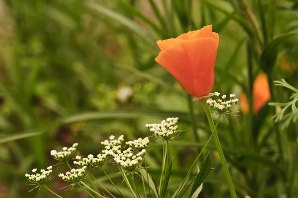 Vibrant orange wild poppy papaver rhoeas flower with shallow dep — Stock Photo, Image