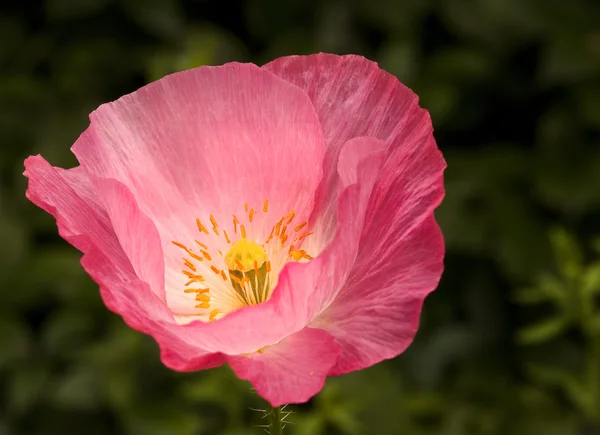 stock image Vibrant pink wild poppy papaver rhoeas flower with shallow depth