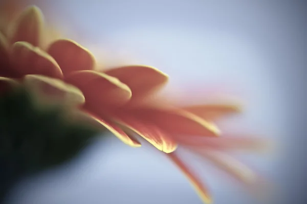 フィールドの浅い深さと美しいガーベラ デイジーの花マクロ — ストック写真