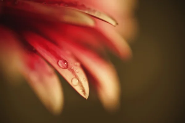 Hermosa flor de margarita gerbera de color silenciado con poca profundidad de — Foto de Stock
