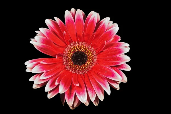 黒に分離したガーベラ デイジーの花 — ストック写真