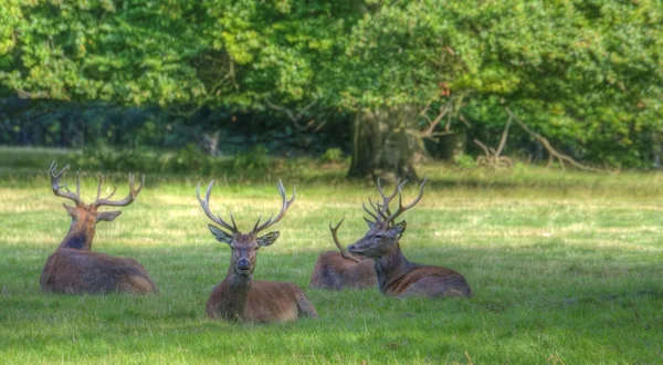 Red deer stags relaxing in last of Summer evening sun — Stock Photo, Image