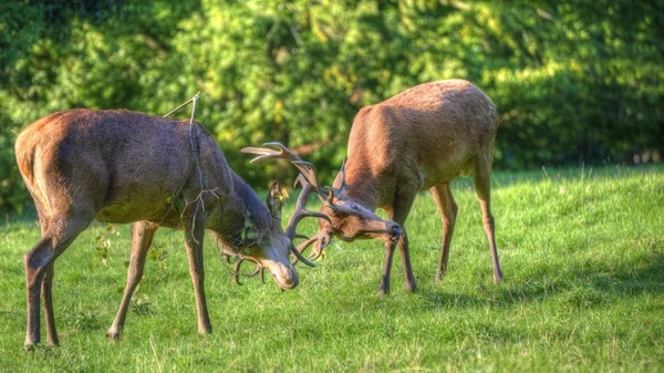 stock image Red deer stags antler fighting to determine male dominance durin
