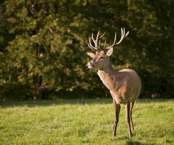 Red deer stag in last of Summer evening golden sun — Stock Photo, Image