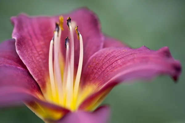 Belle couleur vibrante fleur de lys sauvage — Photo