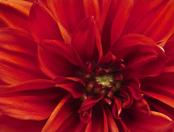 美しく引き締まったマクロ花のクローズ アップ — ストック写真