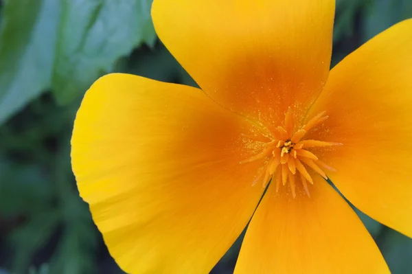 Livliga orange vilda vallmo papaver rhoeas blomma med grunt dep — Stockfoto