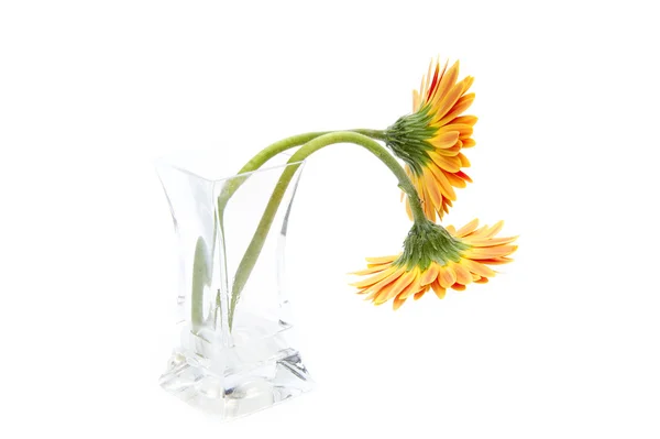 Gerbera daisy flower in glass vase isolated on white background — Stock Photo, Image