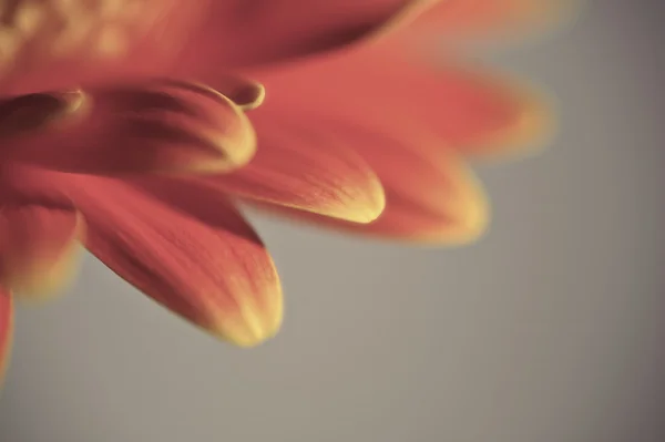 フィールドの浅い深さと美しいガーベラ デイジー flowermacro — ストック写真