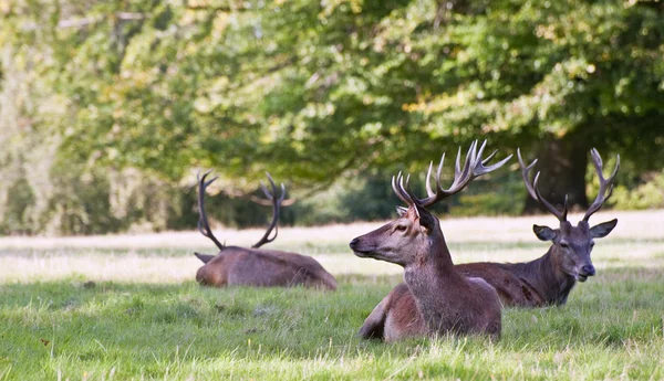 Red deer stags relaxing in last of Summer evening sun — Stock Photo, Image