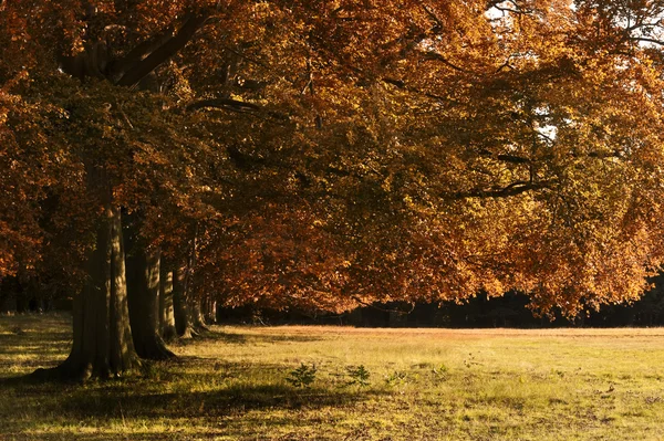 Avenue de vieux chênes en fin d'automne doré Soirée d'automne su — Photo