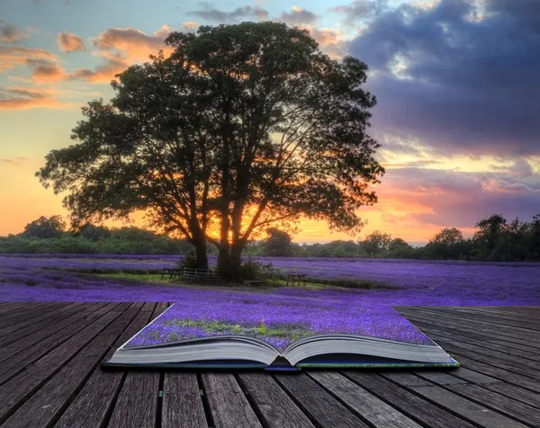 Creatief concept beeld van lavendel in zomer zonsondergang in pagina sof — Stockfoto