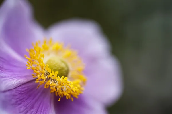 Macro de polen y estambre en flor silvestre en prado — Foto de Stock