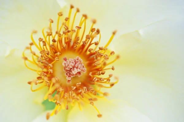 Macro de polen y estambre en flor silvestre en prado — Foto de Stock