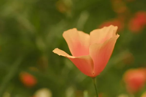Canlı turuncu vahşi haşhaş gelincik (bitki) ile sığ dep çiçek — Stok fotoğraf