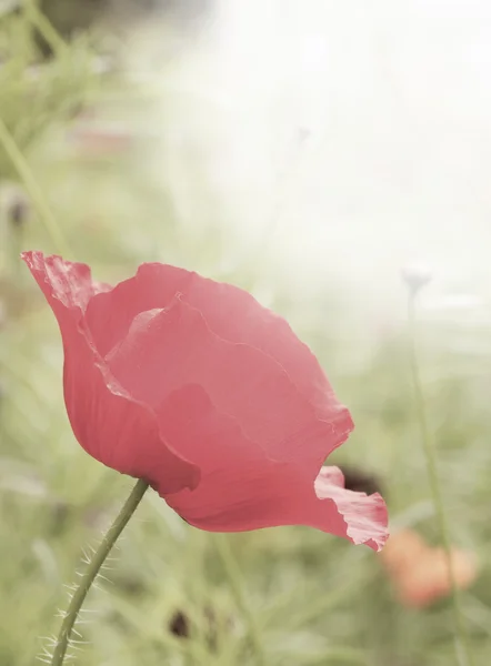 stock image Red wild poppy flower with shallow depth of field and bright su