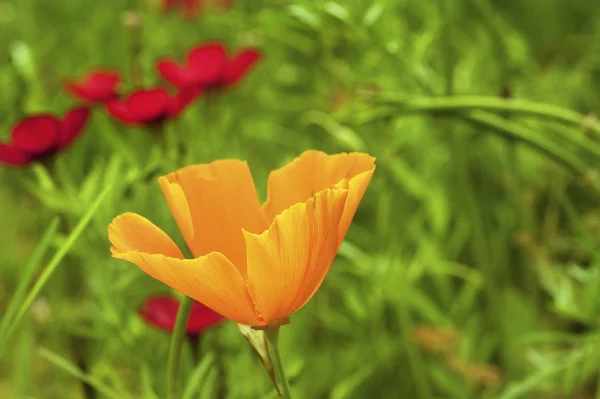 浅い dep と鮮やかなオレンジ野生ポピー ヒナゲシの花します。 — ストック写真