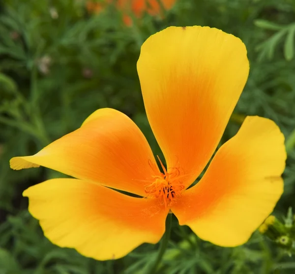Élénk narancssárga vad mák pipacs virág, sekély dep — Stock Fotó