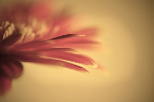 Hermosa flor de margarita gerbera de color silenciado con poca profundidad de — Foto de Stock