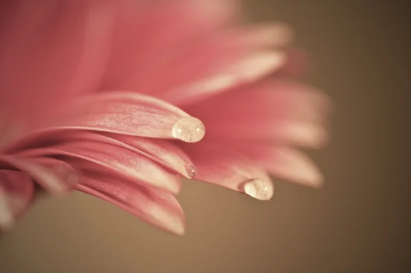Beautiful muted color gerbera daisy flower with shallow depth of — Stock Photo, Image