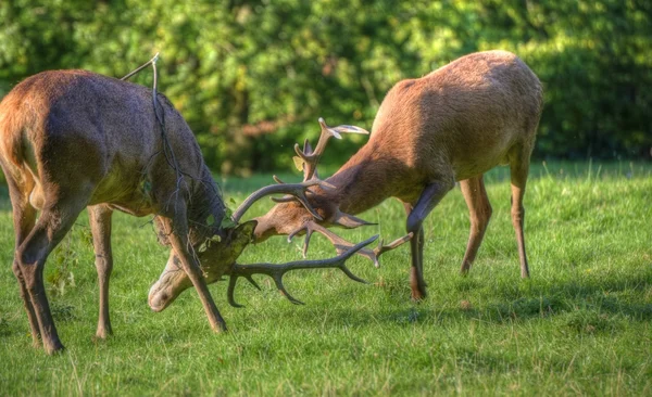 Ciervo rojo ciervos cornamenta lucha para determinar dominación masculina durin —  Fotos de Stock