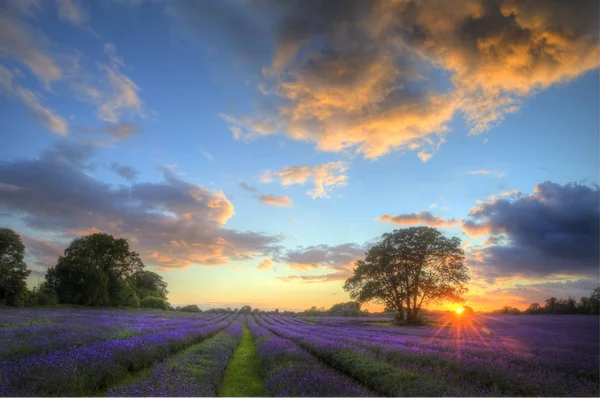 Prachtige sfeervolle zonsondergang over levendige lavendelvelden in summ — Stockfoto