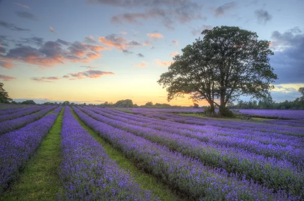 Pôr-do-sol atmosférico deslumbrante sobre campos de lavanda vibrantes em Summ — Fotografia de Stock