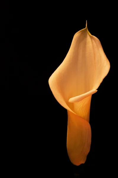Bel fiore di giglio di calla effetto bronzo su nero — Foto Stock