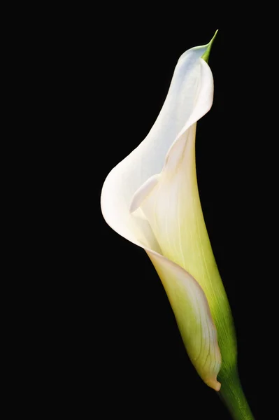 黒の上の美しいオランダカイウユリ花 — ストック写真