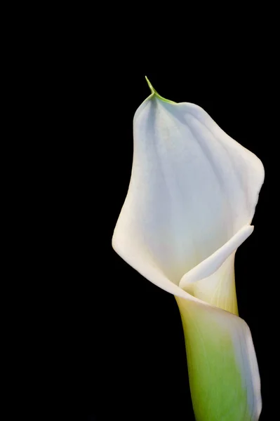 Frumos calla crin floare pe negru — Fotografie, imagine de stoc