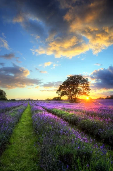 Εκπληκτική ατμοσφαιρική ηλιοβασίλεμα πάνω από την ζωντανή lavender τους τομείς στο summ — Φωτογραφία Αρχείου