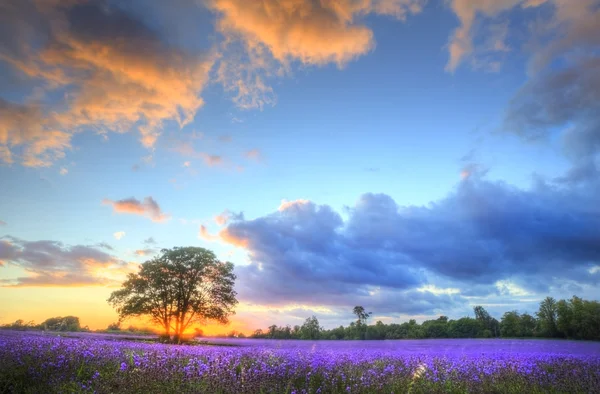 Stunning atmospheric sunset over vibrant lavender fields in Summ — Stock Photo, Image