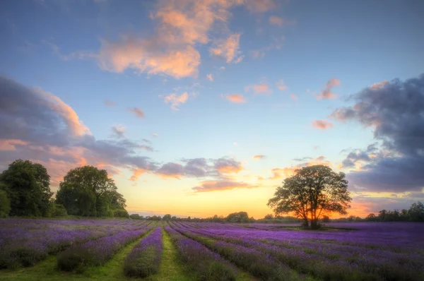 Atemberaubender stimmungsvoller Sonnenuntergang über pulsierenden Lavendelfeldern im Sommer — Stockfoto