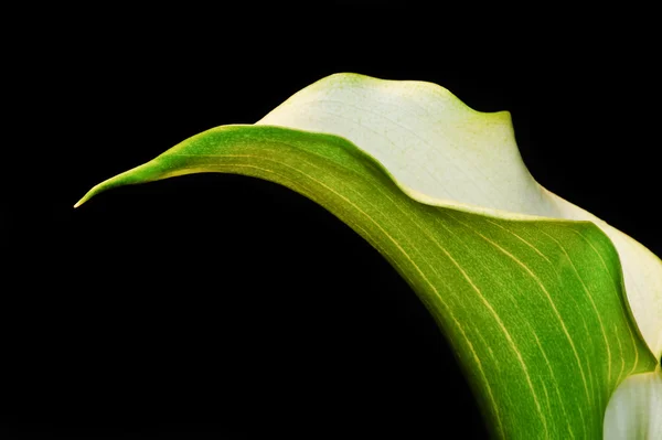 Beautiful calla lily flower on black — Stock Photo, Image
