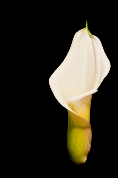 Vackra calla lily blomma på svart — Stockfoto