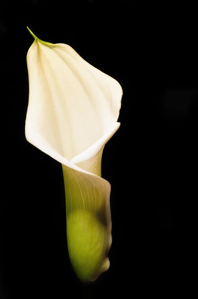 Bellissimo fiore di calla su nero — Foto Stock