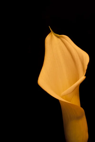 Bel fiore di giglio di calla effetto bronzo su nero — Foto Stock