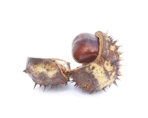 Excellent macro conker horse chestnut isolated on white backgrou — Stock Photo, Image