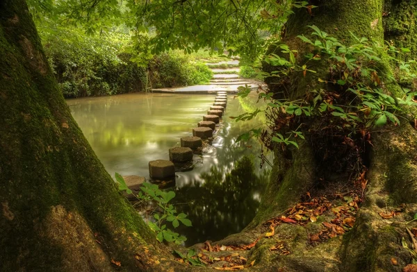 Bella scena forestale di ruscello incantato che scorre attraverso lussureggiante — Foto Stock