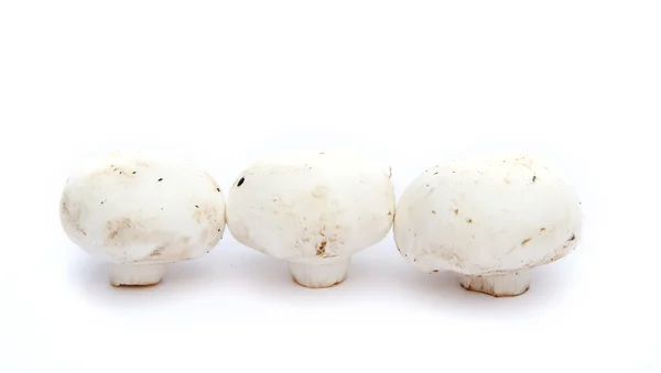 Champignon mushrooms isolated on white — Stock Photo, Image