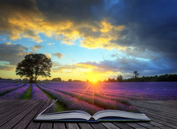 Kreatives Konzept Bild von atmosphärischen Sonnenuntergang Lavendelfelder i — Stockfoto