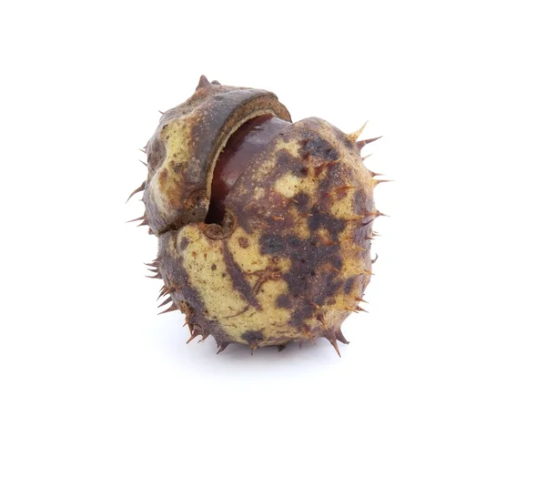Excellent macro conker horse chestnut isolated on white backgrou — Stock Photo, Image
