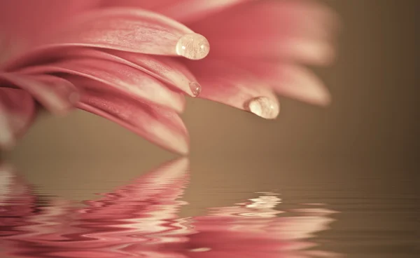 Beautiful muted color gerbera daisy flower reflected in water — Stock Photo, Image