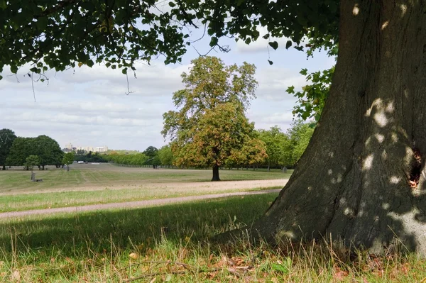 Un lejano Castillo de Windsor visto a través de los árboles en Windsor Great P — Foto de Stock